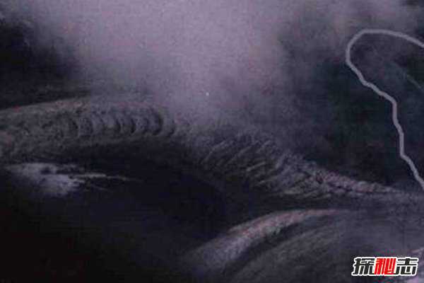 卫星拍到的真龙凤凰