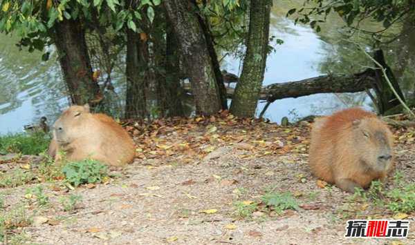 世界上最温顺的动物:水豚/水豚为啥脾气这么好(网红新宠)