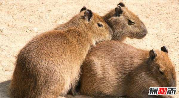 世界上最温顺的动物:水豚/水豚为啥脾气这么好(网红新宠)