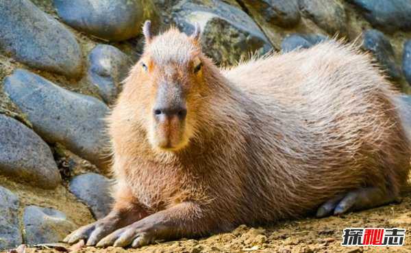 世界上最温顺的动物:水豚/水豚为啥脾气这么好(网红新宠)