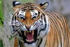 老虎的克星是什么动物：人类（所有动物