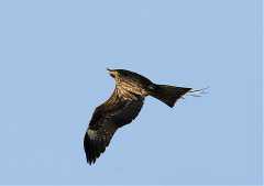 成群黑老鹰盘旋南京城，难道意味着灾难