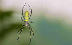 蜘蛛有毒吗会咬人吗 会主动发起攻击会咬