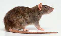 黑死病是什么病?黑死病的发病原因有哪些