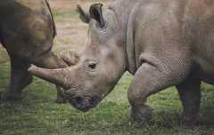 世界上最罕见的犀牛，北部白犀牛（目前