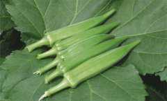 如今被人们当成宝，现在只是棵野草，根