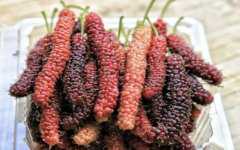 这种树一年才能结一次果子，果实不易储