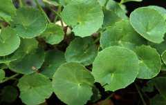 地里竟然也可以长出铜钱，价值极高一定