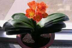 君子兰的养殖方法：君子兰最好养在树荫