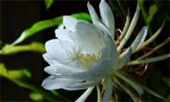 昙花什么时候开花 昙花养几年才能开花（