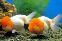 金鱼死亡原因有哪些：水质太差导致(水里