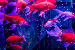 金鱼尾巴上有白点怎么办：硫酸亚汞溶液