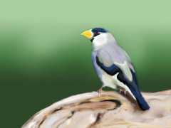 鸟类是否能闻到气味，嗅觉是不是发达（