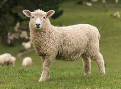 绵羊油是绵羊身上的油吗?绵羊油有哪些作