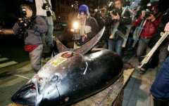 世界上最大的金枪鱼，834斤巨型金枪鱼（