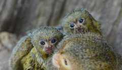 巴西猴子大量使用石制工具，早就进入石