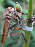 巴西上亿蜜蜂死亡！有人偷偷用禁用杀虫