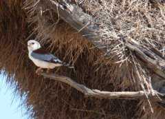 这只小鸟像麻雀一样大，天生就是建筑师