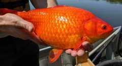 金鱼可以长成足球大小，美国政府部门求