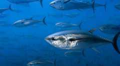 吃一口就让你倾家荡产的鱼，现在却已经