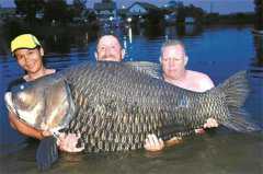 它在一生之中，总共被人类钓起63次，在